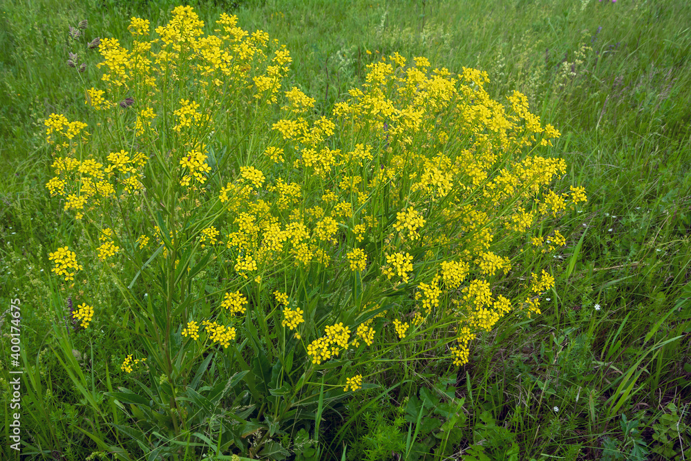 Fototapeta premium Flowering shrub of Barbaréa, barbarea vulgaris