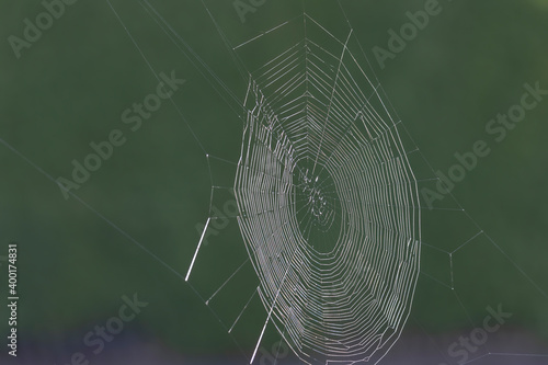 A spider web glistens in the rays of the morning sun