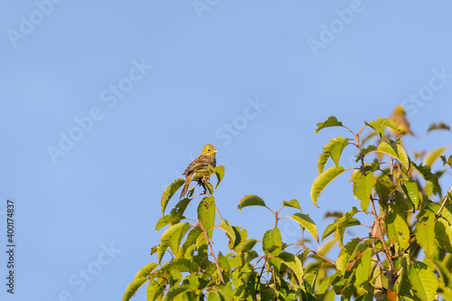 Yellowhammer sitting on a branch