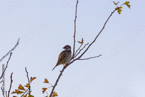 A sparrow sits on a branch