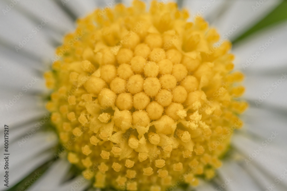 Macro di una margherita Macro di una margherita