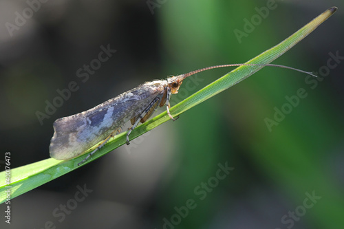 Glyphotaelius pellucidus, a caddisfly from Finland with no common english name photo