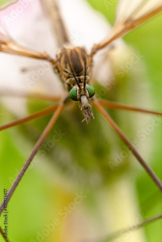 Macro di una zanzara
