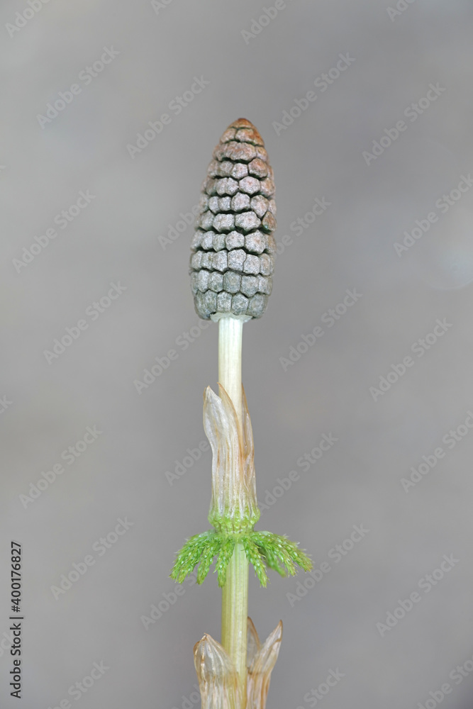 Obraz premium Equisetum sylvaticum, the wood horsetail, is used as an indicator plant for gold as horsetails may accumulate more gold than any other plant