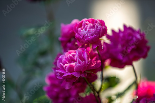 Beautiful many pink roses with water drops in autumn garden with amazing evening sunny light. Shallow depth of the field © ArtSvitlyna