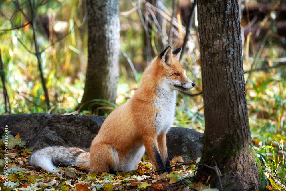 Obraz premium The fox sits among trees and stones and looks into the distance