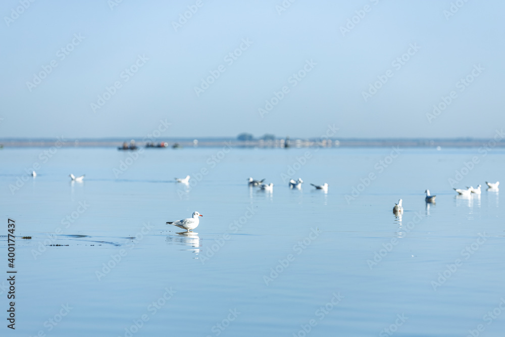 Beautiful morning landscape on water mirror surface river with many a large genus of gulls larus. Relax nature background.