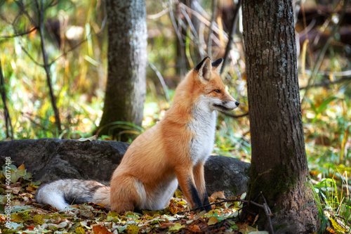 The fox sits among trees and stones and looks into the distance photo