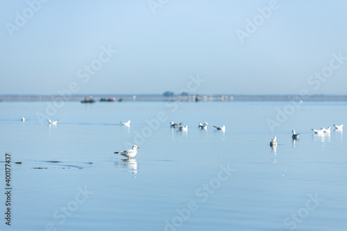 Beautiful morning landscape on water mirror surface river with many a large genus of gulls larus. Relax nature background.