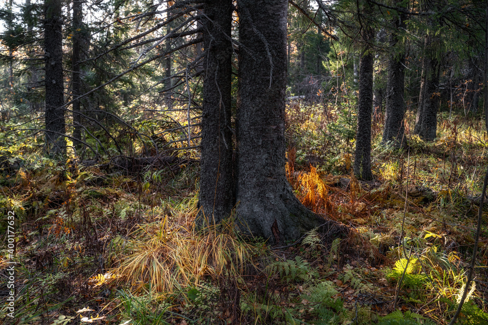 Obraz premium Coniferous trees in the autumn forest under the light of the rising sun