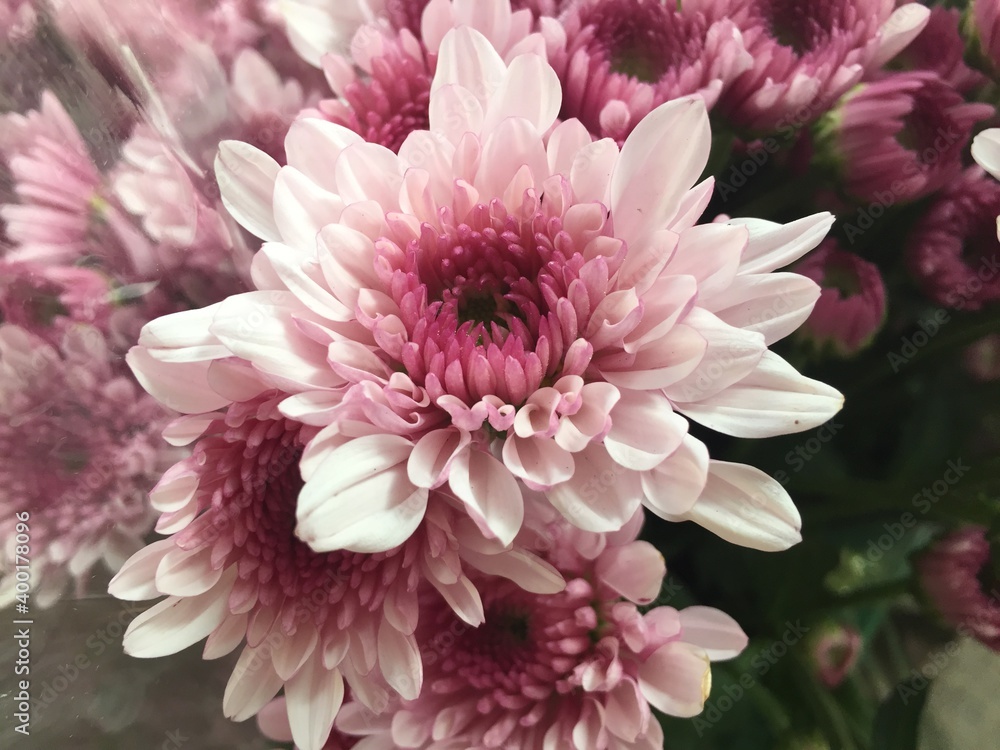 pink dahlia flower pink dahlia flower