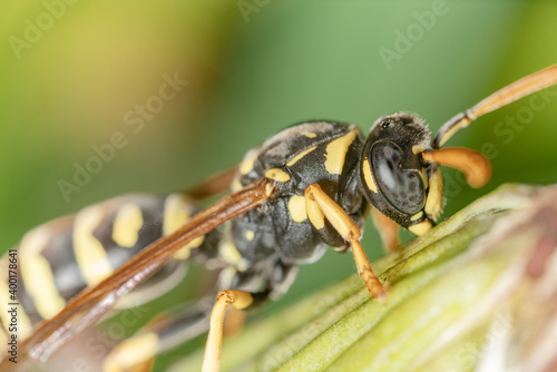 Macro di una vespa photo