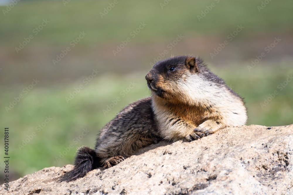Kamchatka black-capped marmot lies on a stone Kamchatka black-capped marmot lies on a stone