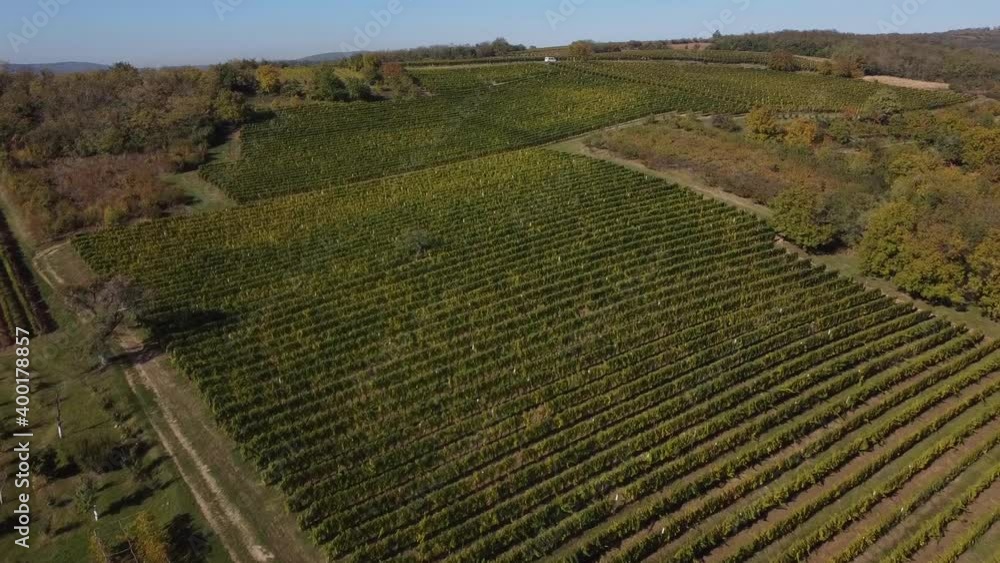 vineyard in autumn vineyard in autumn
