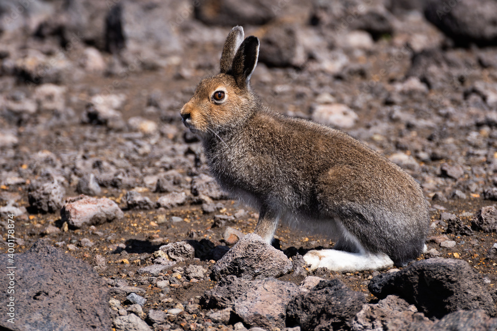 Fototapeta premium Brown hare sits among stones and looks at the camera