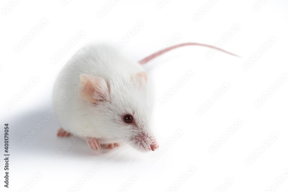 Portrait of a little white rat on an isolated background