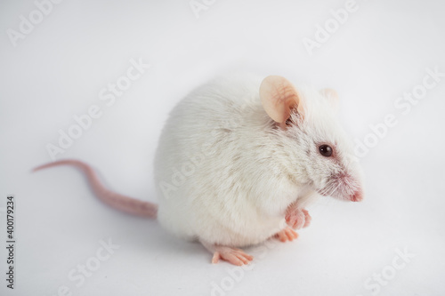 Little laboratory mouse looks at the camera with folded paws