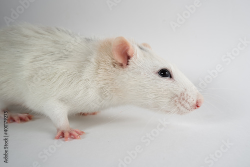 An adult rat crawls on a white canvas