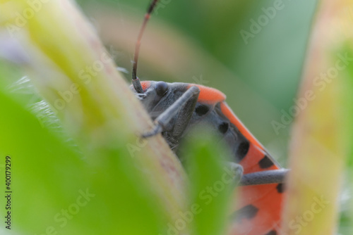 Ritratto di una cimice rosso nera photo