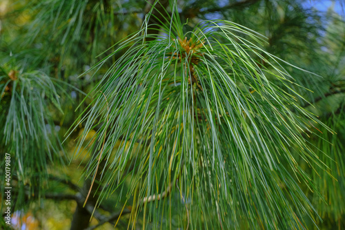 close up of pine needles across green nature. Natural background. Christmas symbol