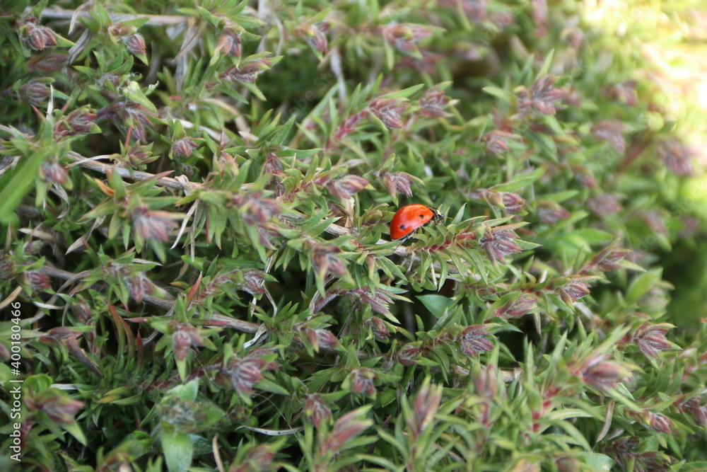 nature, red, green, plant, ladybird, ladybug, berry, insect, grass, flower, summer, macro, leaf, fruit, food, wild, strawberry, closeup, forest, garden, autumn, close-up, bug, fresh, spring nature, red, green, plant, ladybird, ladybug, berry, insect, grass, flower, summer, macro, leaf, fruit, food, wild, strawberry, closeup, forest, garden, autumn, close-up, bug, fresh, spring
