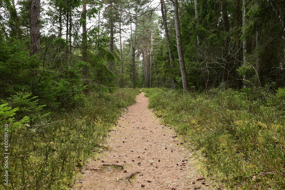 Obraz premium Waldweg in einem schönen Wald