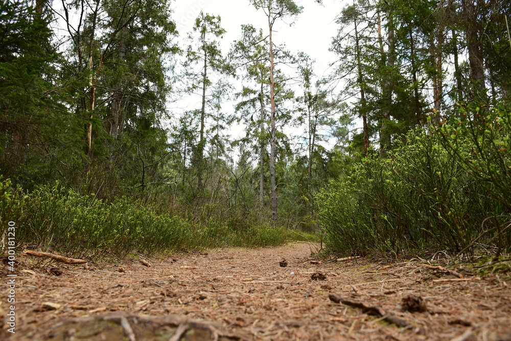 Heidelbeersträucher am Waldweg Rand Heidelbeersträucher am Waldweg Rand