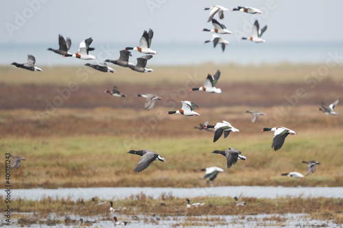 Dark-bellied Brent Goose - Dunkelb  uchige Ringelgans - Branta bernicla ssp. bernicla  Germany  Niedersachsen   adult  with Shelduck