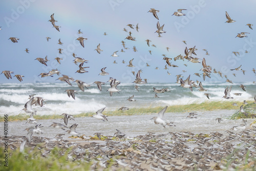 Common Ringed Plover - Sandregenpfeifer - Charadrius hiaticula  Germany  Hamburg   together with Dunlin  Sanderling and Red Knot