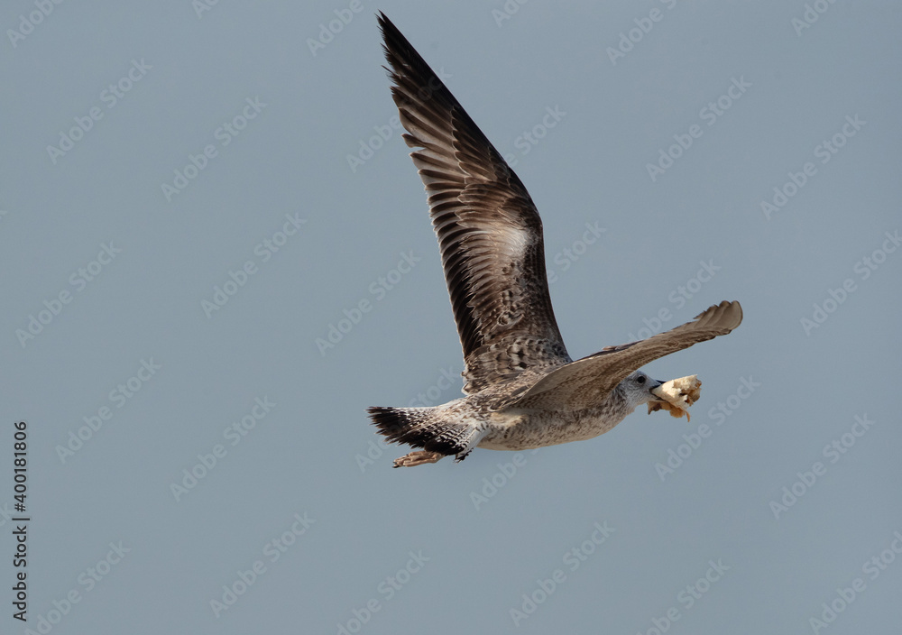 Obraz premium Juvenile Lesser Black-backed Gull flying with a bread at Busaiteen coast, Bahrain