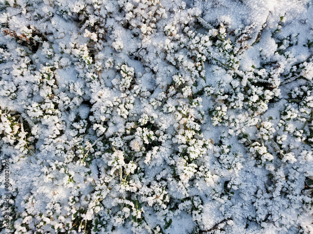 A view of the green foliage covered with crystals of frost on a frosty sunny day. A view of the green foliage covered with crystals of frost on a frosty sunny day.