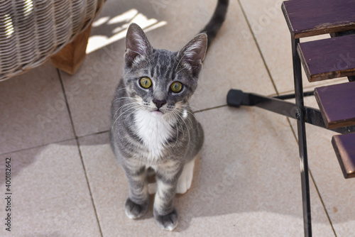 Nice gray tabby cat, the owner with her pet at sunset