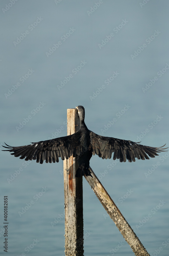 Great Cormorant trying to perch on wooden log at Busaiteen coast of Bahrain