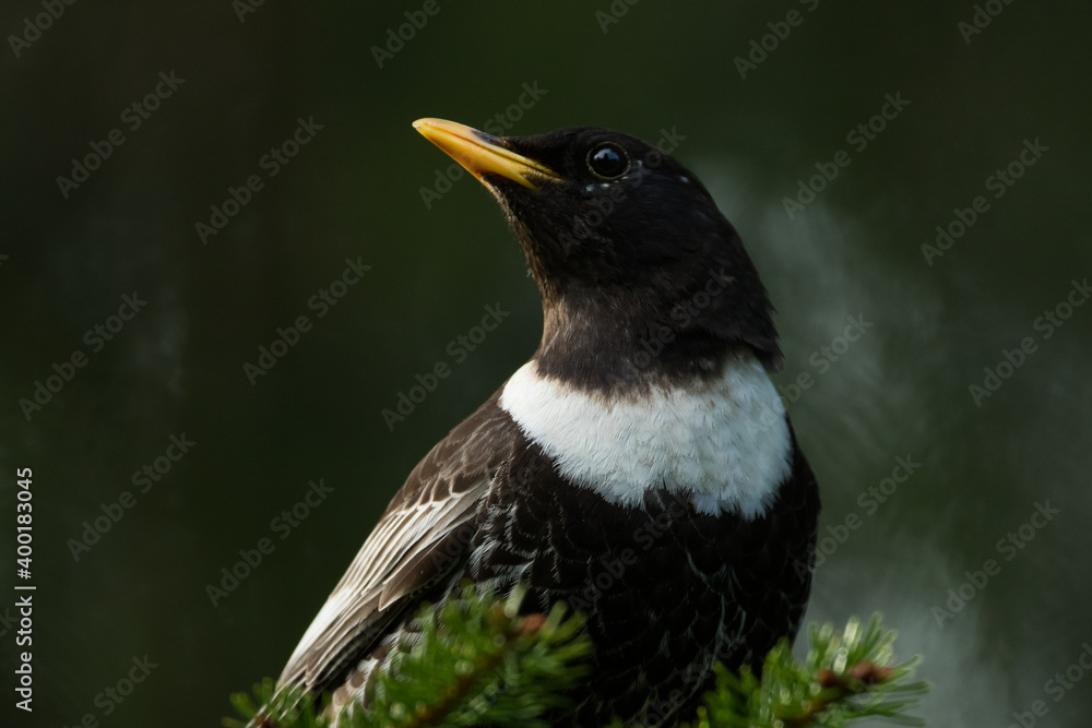 Ring Ouzel - Ringdrossel - Turdus torquatus ssp. alpestris, Germany )Baden-Württemberg), adult male