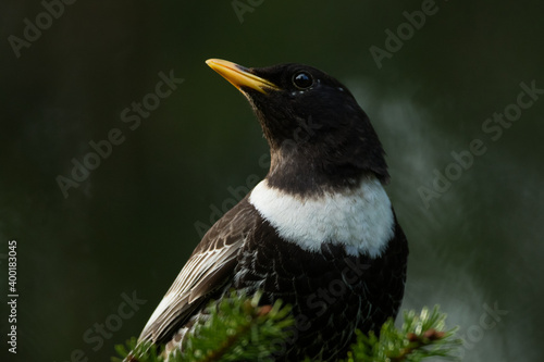 Obraz na płótnie Ring Ouzel - Ringdrossel - Turdus torquatus ssp. alpestris, Germany )Baden-Württemberg), adult male w salonie