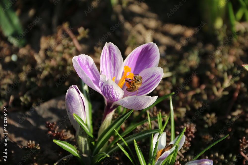 Crocus, flower, spring, nature, purple, garden, plant, flowers, green, purple, saffron, bloom, bloom, macro, flora, leaf, grass, season, beauty, natural, floral, yellow, petal, beautiful, easter, bee, Crocus, flower, spring, nature, purple, garden, plant, flowers, green, purple, saffron, bloom, bloom, macro, flora, leaf, grass, season, beauty, natural, floral, yellow, petal, beautiful, easter, bee,