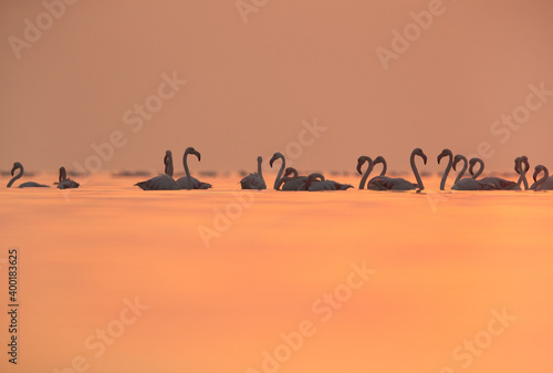 Greater Flamingos with dramatic hue during sunrise at Asker coast, Bahrain