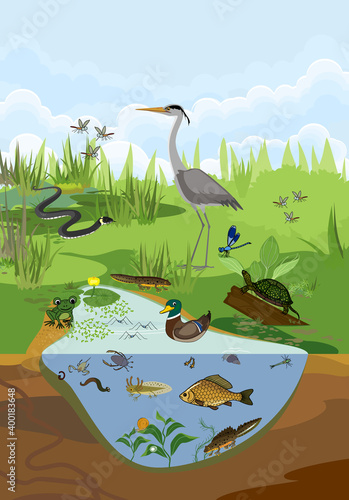 Ecosystem of pond with different animals (birds, insects, reptiles, fishes, amphibians) in their natural habitat. Schema of pond structure