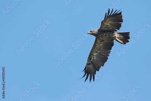 Lesser Spotted Eagle - Schreiadler - Clanga pomarina  Romania  adult