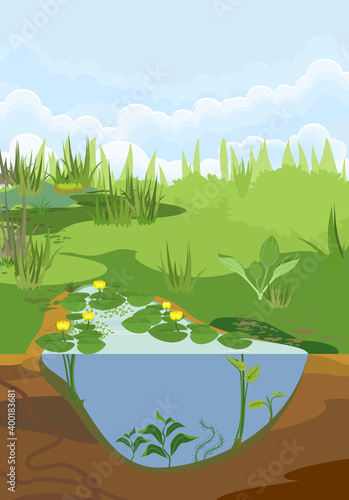 Abstract cartoon landscape with split level freshwater pond. Biotope pond with Yellow water-lily (Nuphar lutea) plants