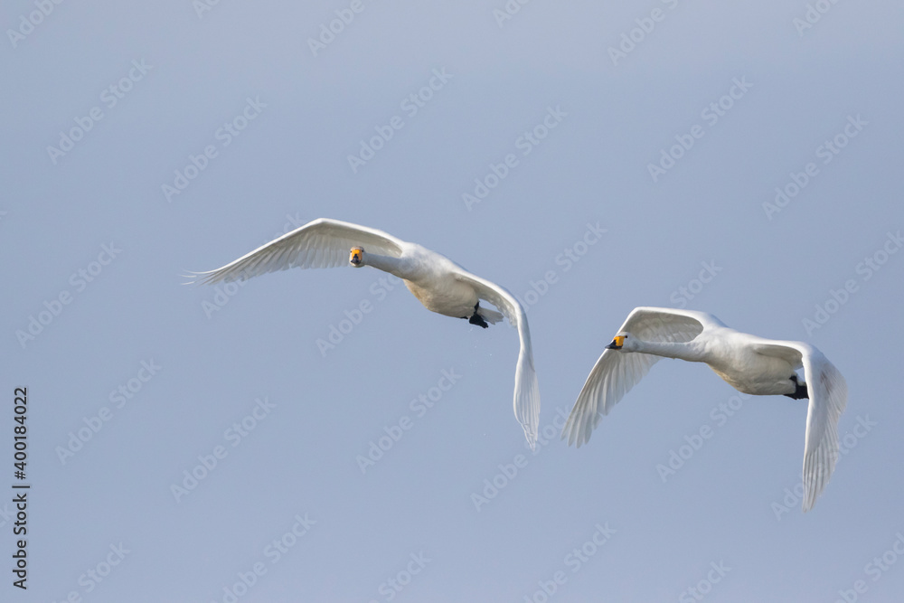 Whooper Swan - Singschwan - Cygnus cygnus, Germany (Mecklenburg-Vorpommern), adult