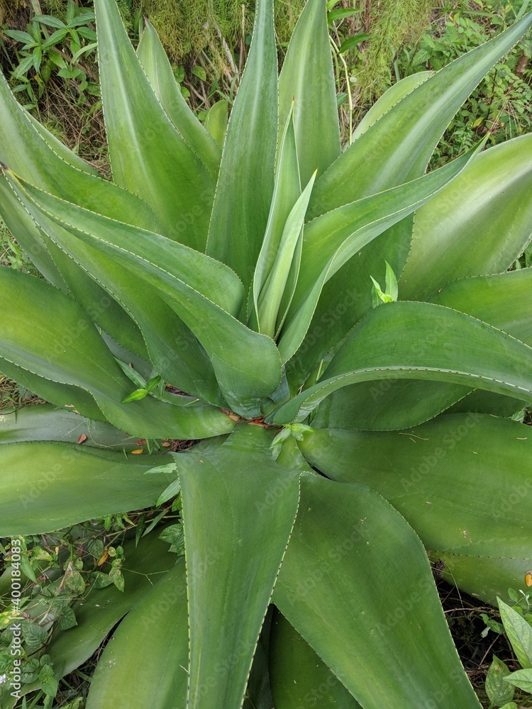 Obraz premium Close up of glossy green leaves of Foxtail Agave (Agave Attenuata)