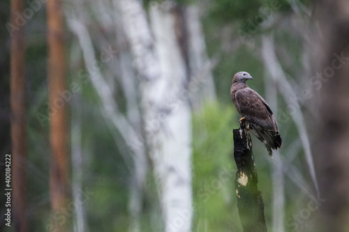 Crested Honey-Buzzard - Schopfwespenbussard - Pernis ptilorhyncus, Russia (Baikal), adult male photo