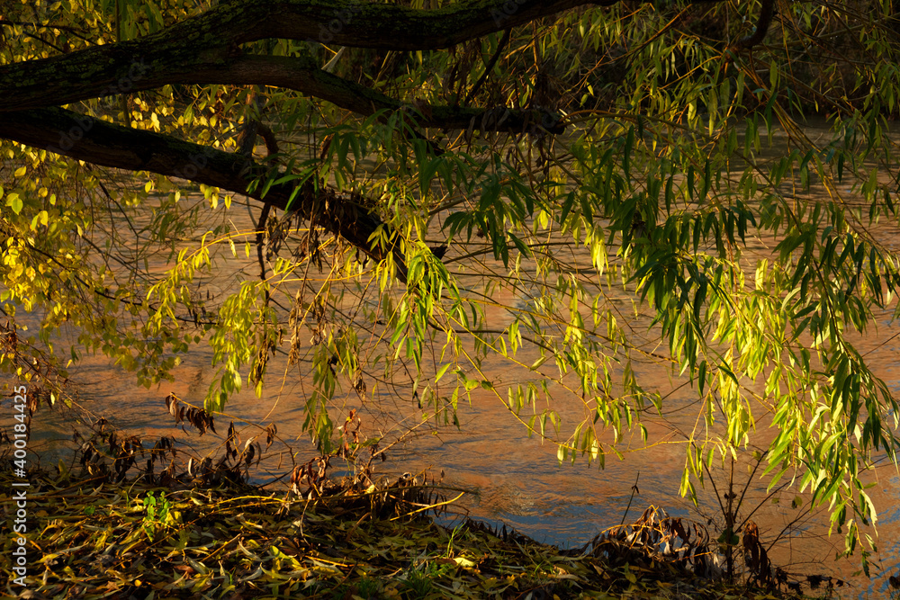 Ramas de un sauce llorón a la orilla de un río al amanecer. Stock Photo Adobe Stock