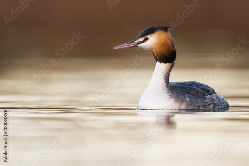 Great Crested Grebe - Haubentaucher - Podiceps cristatus ssp. cristatus  Germany  Baden-W  rttemberg   adult