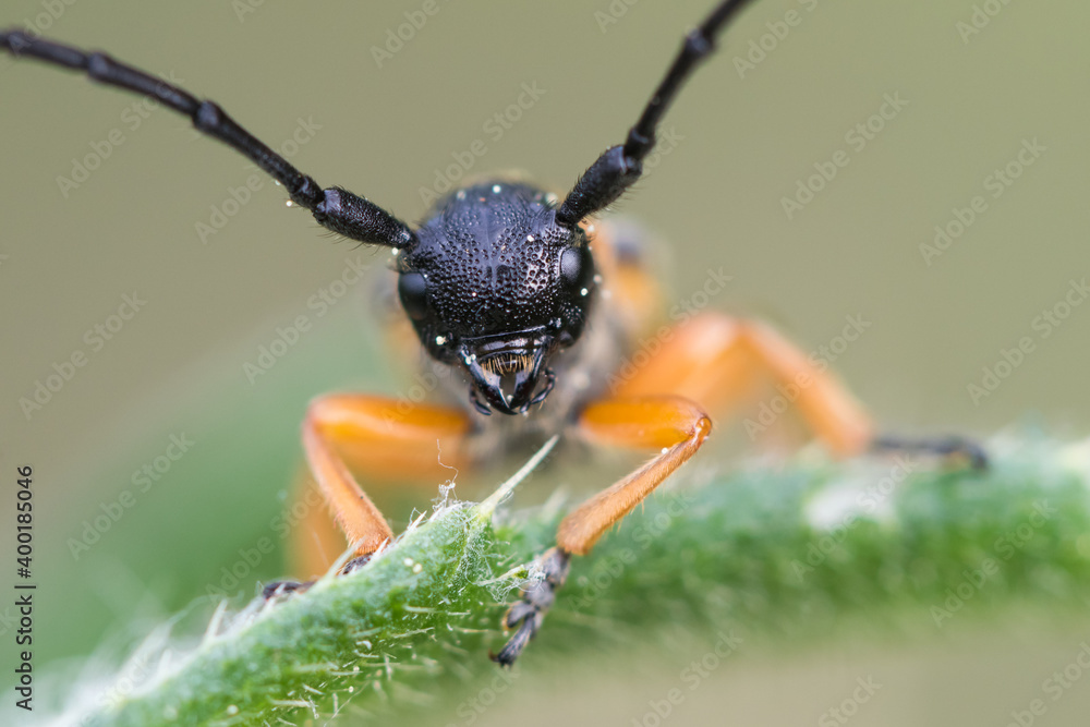 Naklejka premium Macro image of an insect in Germany