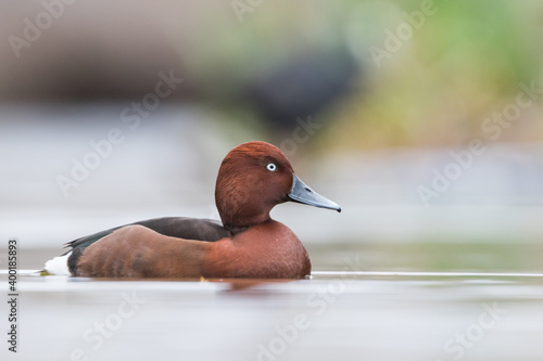 Ferruginous Duck - Moorente - Aythya nyroca, Spain (Andalucia), adult, male