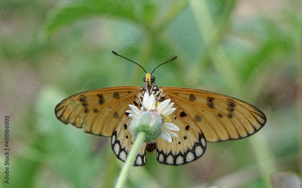 Fototapeta premium butterfly