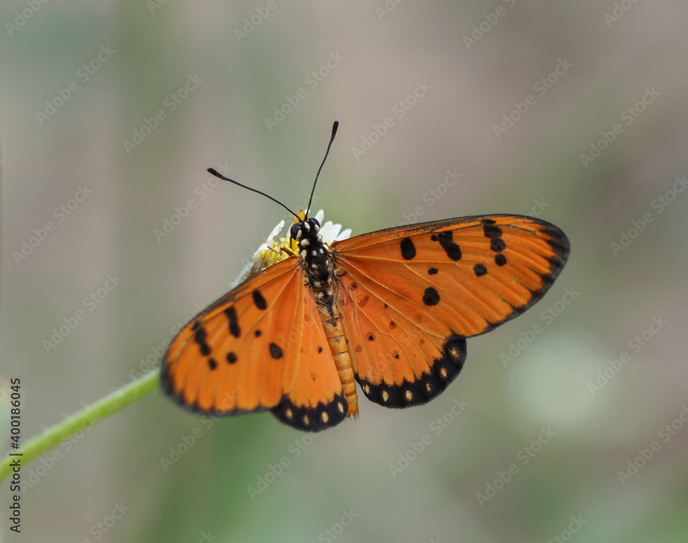 butterfly on flower. butterfly on flower.
