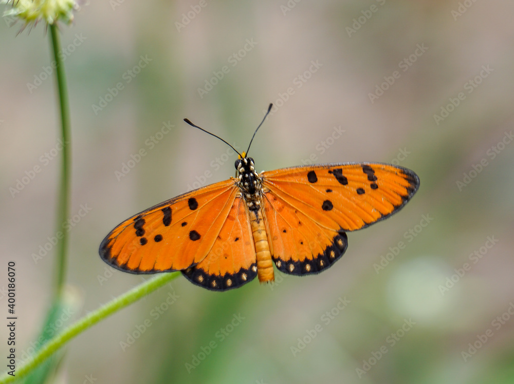 butterfly butterfly